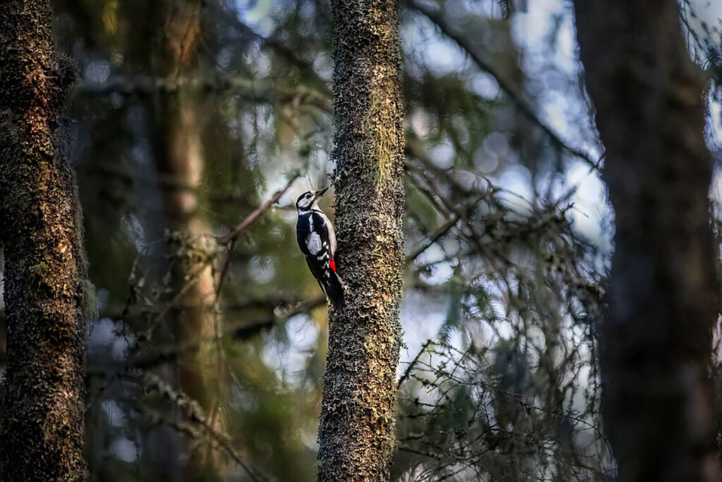 Woodpecker in a tree