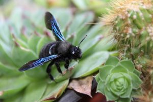 Carpenter Bee