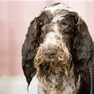 Wet dog after bath