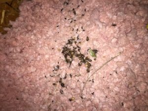 Flying Squirrel Droppings in the Attic