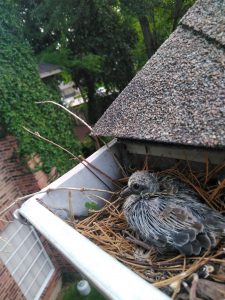 Bird Nesting in the Gutter