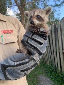 Wildlife Technician holding a Raccoon Baby