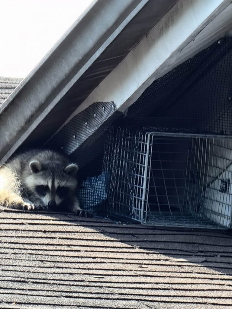 Juvenile Raccoon Excluder Valve