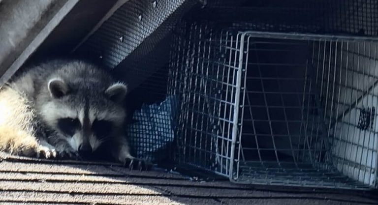 Juvenile Raccoon Excluder Valve