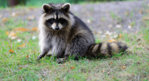 raccoon in yard