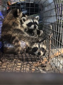 Raccoons in a cage