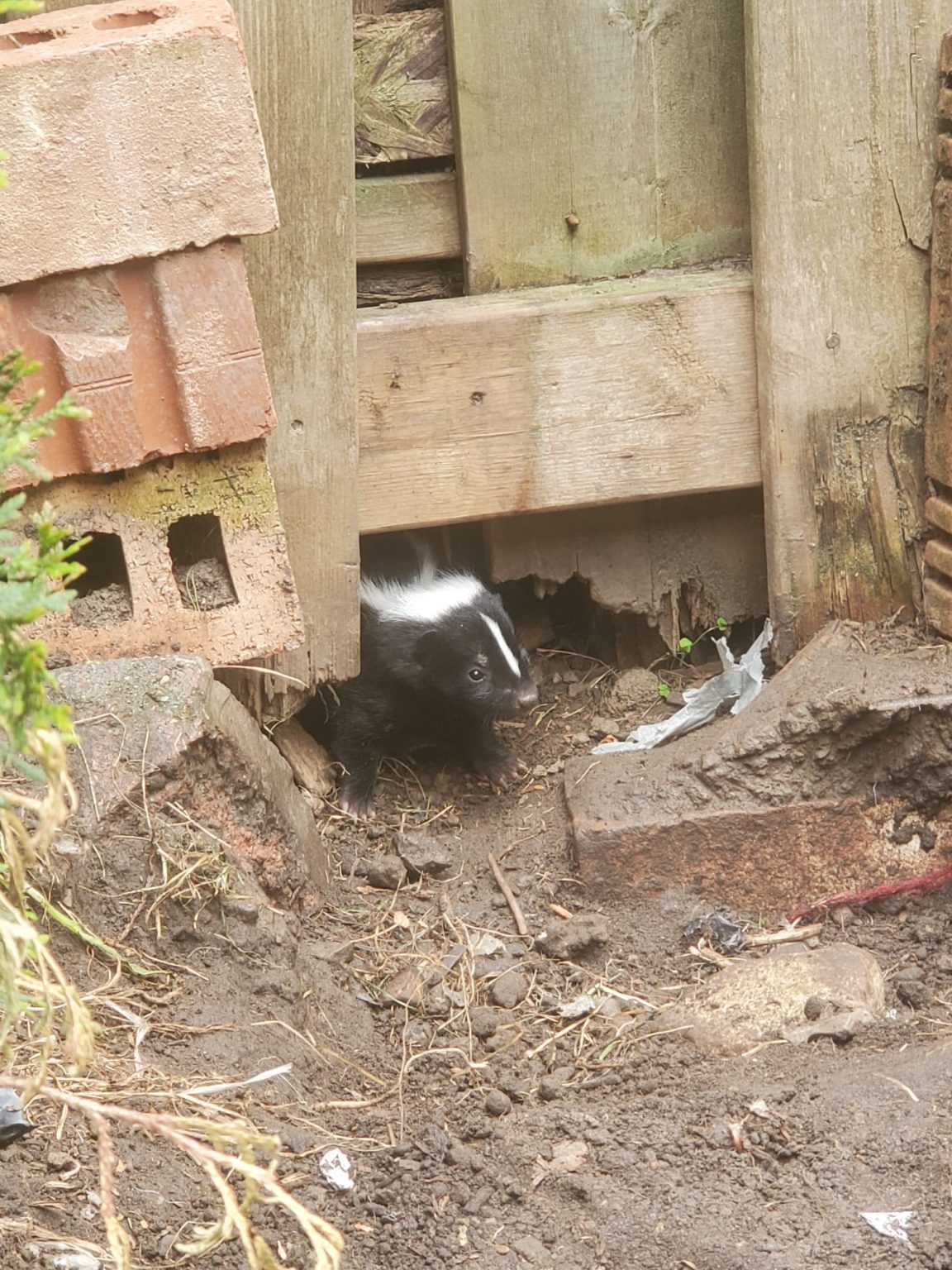 skunk under porch