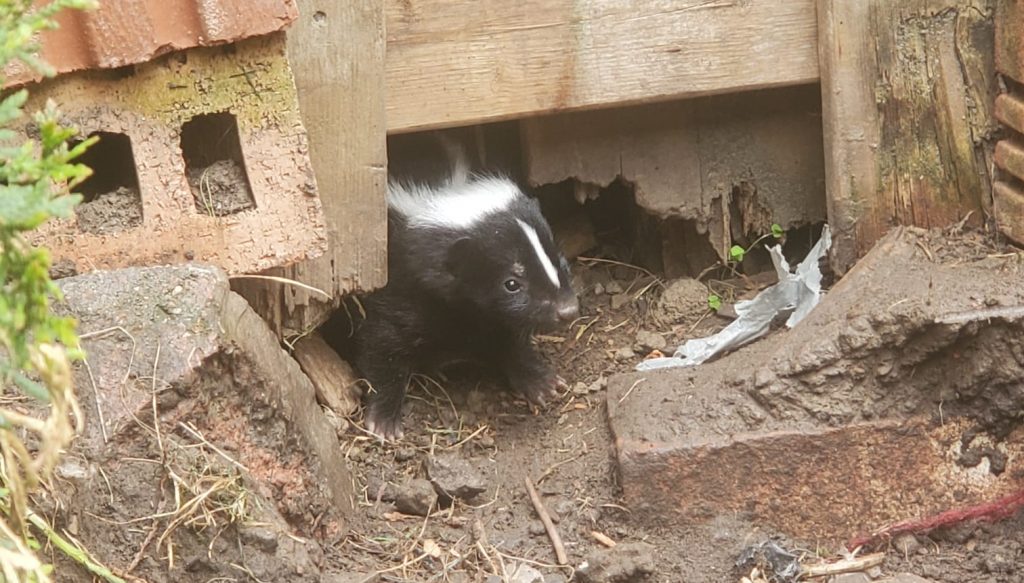 skunk under porch