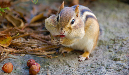 Squirrel eating food
