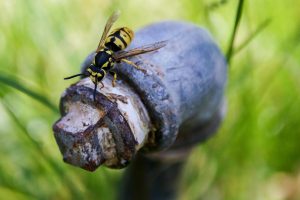 Yellow Jacket