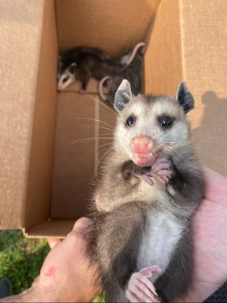 baby opossum in lancaster, tx