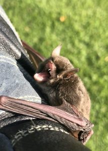 Bat on an arm