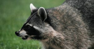 raccoon sound growl