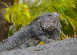 Iguana