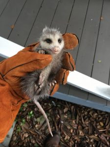 Opossum being held in hands