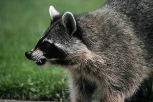 raccoon sound growling