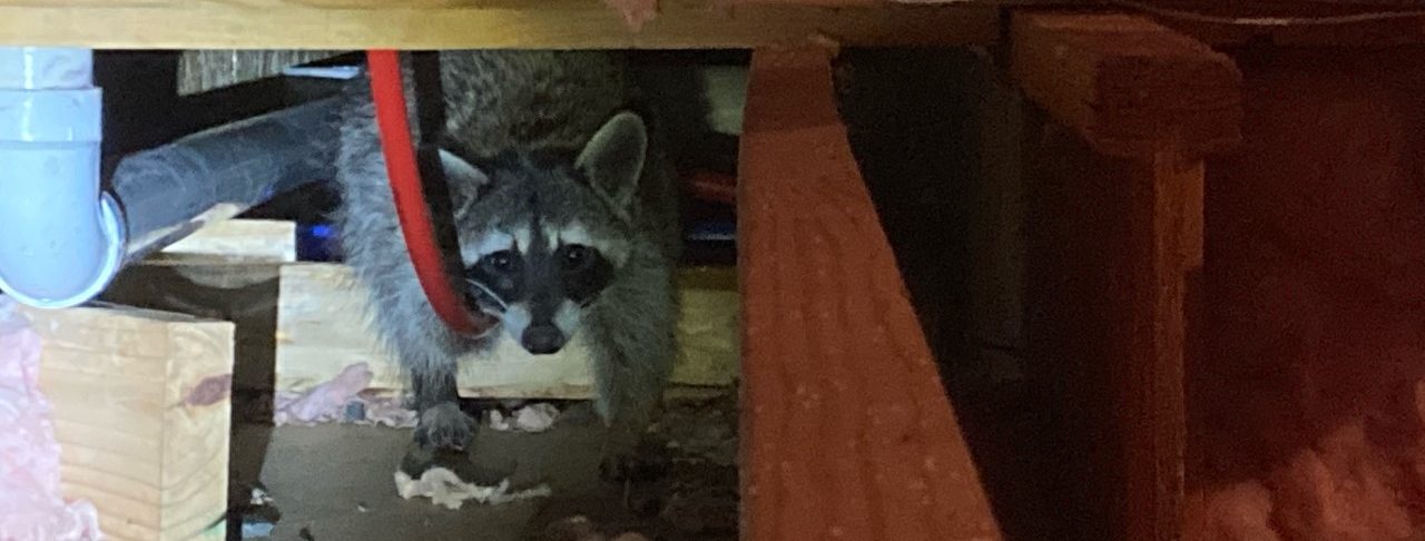 Animal Sounds in Your Home - Trutech Wildlife Service Animal Sounds in Your Home - Trutech Wildlife Service
