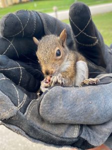 Squirrel in a technician's hands