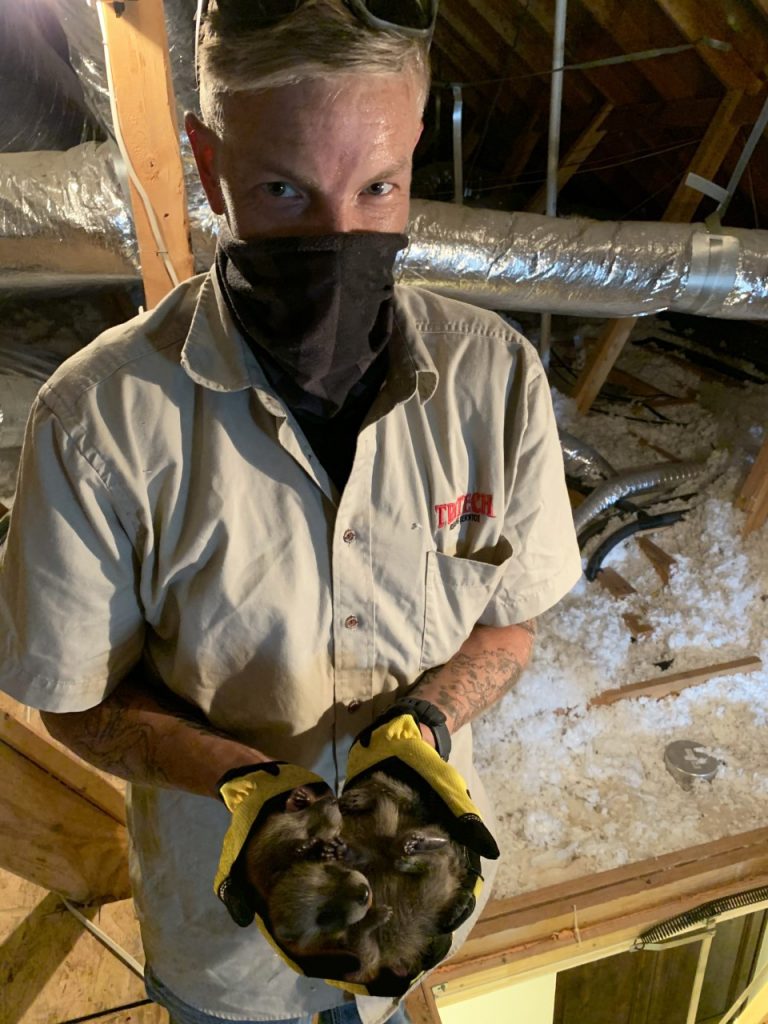 Trutech wildlife expert removing baby raccoons from an attic