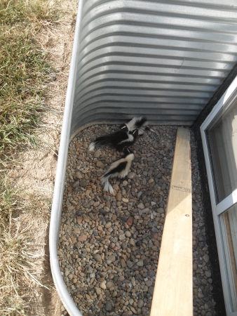 Is There An Animal Living Under My House? - Trutech Wildlife Service Is There An Animal Living Under My House? - Trutech Wildlife Service