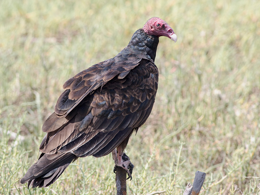 The Vultures of Florida - World Class Wildlife Removal