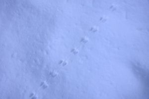 rat tracks in snow