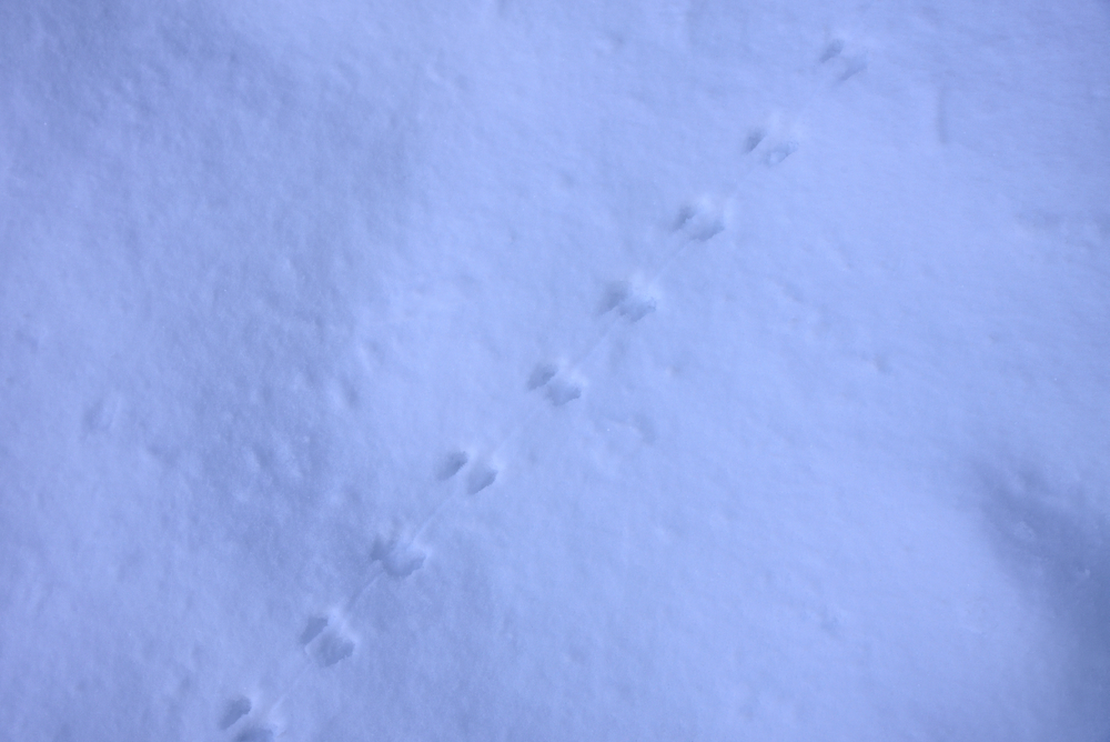 rat tracks in snow