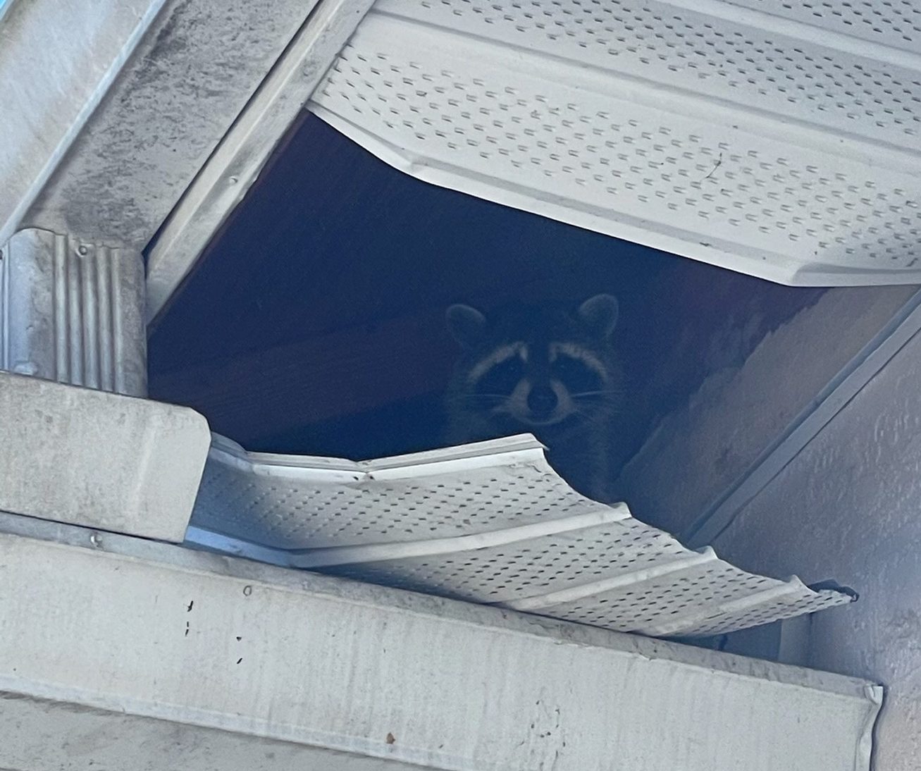 How do raccoons get into the attic? Trutech Wildlife Service