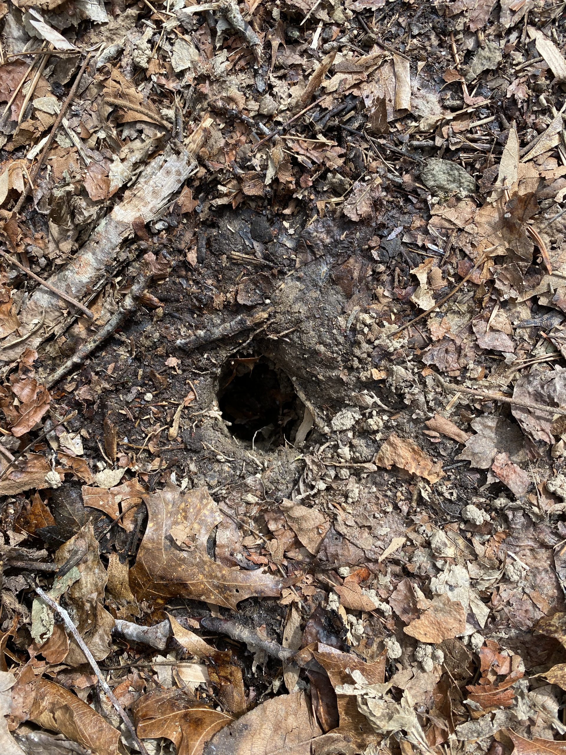 How To Fill Animal Holes In Your Yard Trutech Wildlife Service