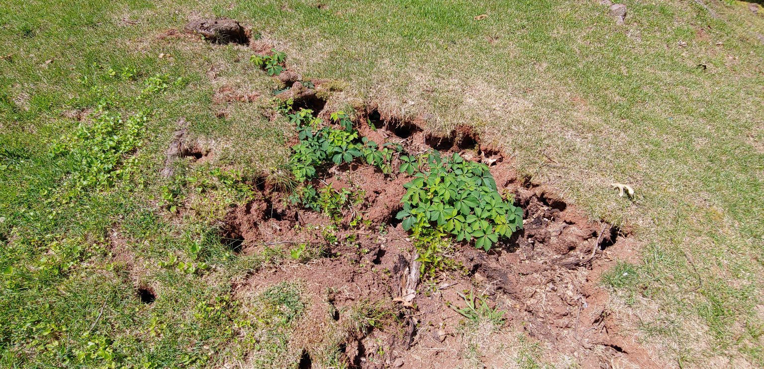 Chipmunk mounds in a yard