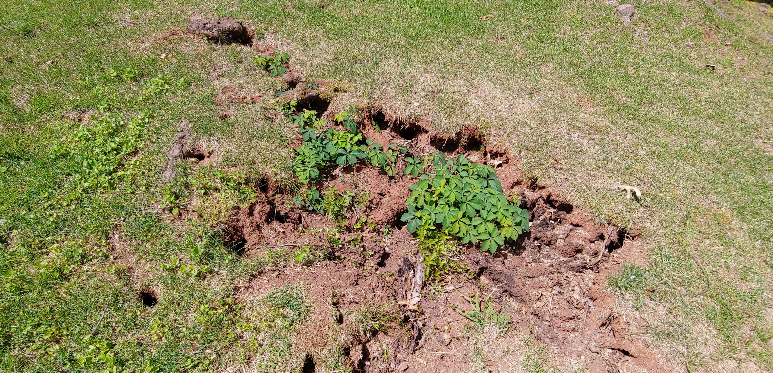 Identify What s Digging Holes In The Yard