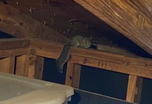 Squirrel in attic