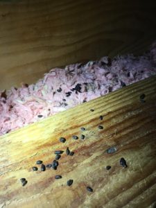squirrel droppings inside attic