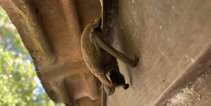 Bat sneaking out of house