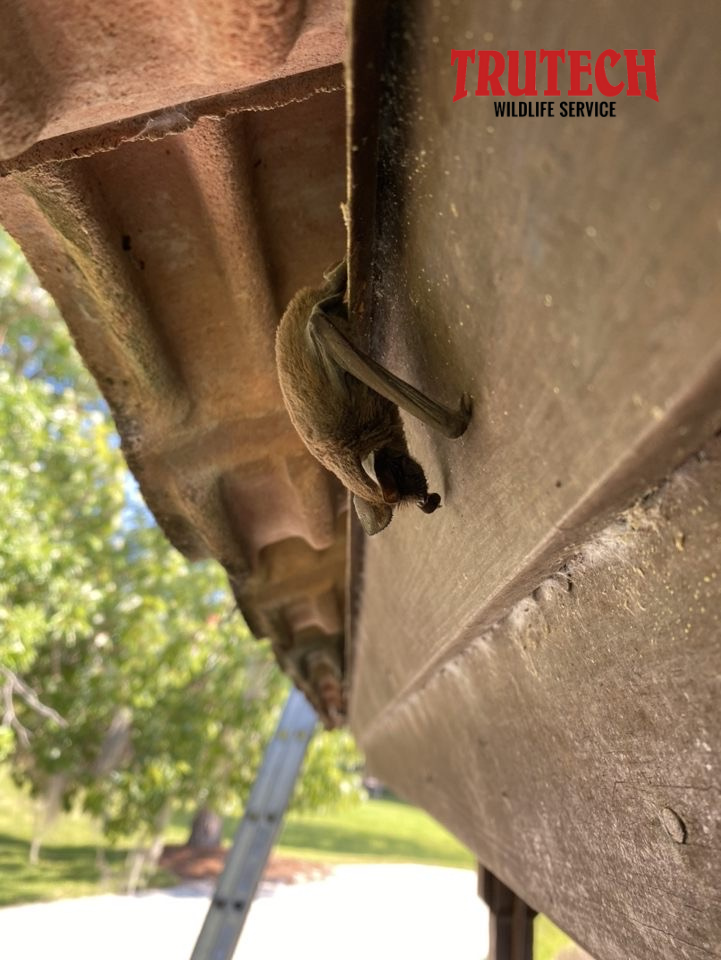 Bat sneaking out of house