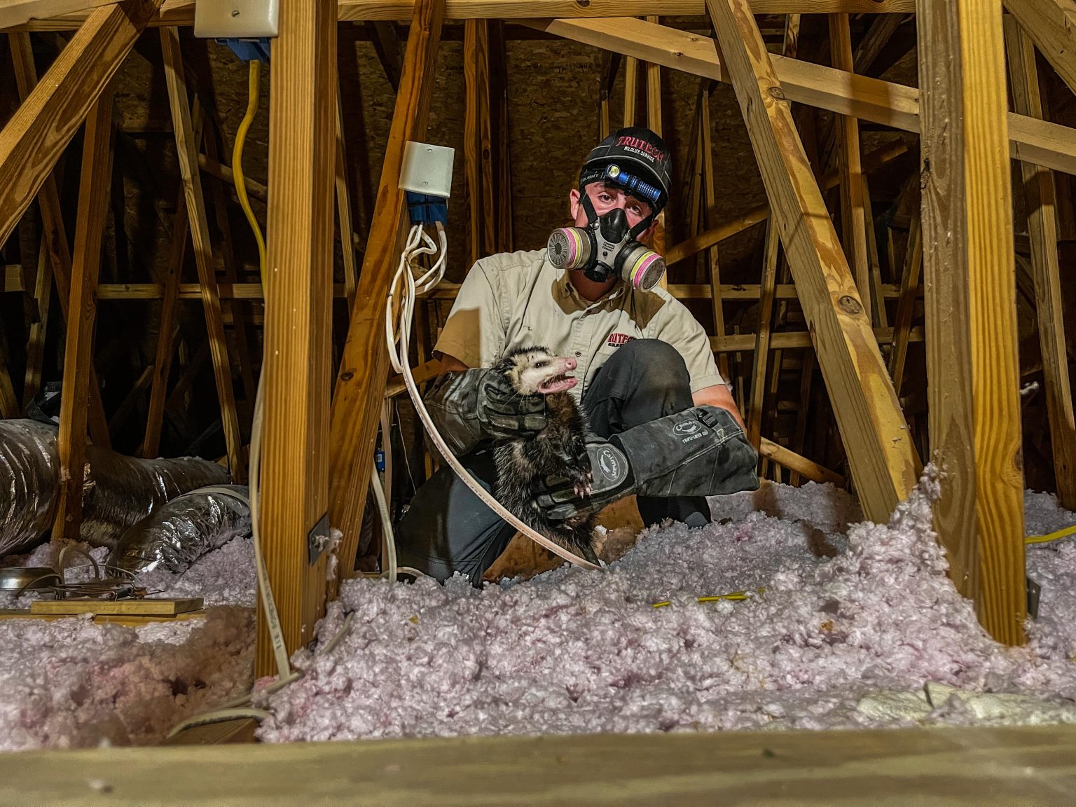 Trutech technician relocating an opossum from an attic