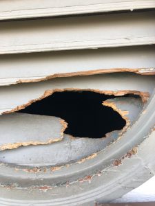 squirrel hole in gable vent