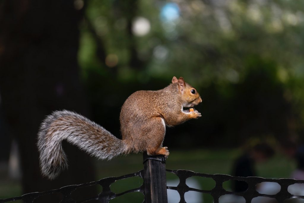 squirrel on a fence