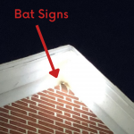 bat smudge marks