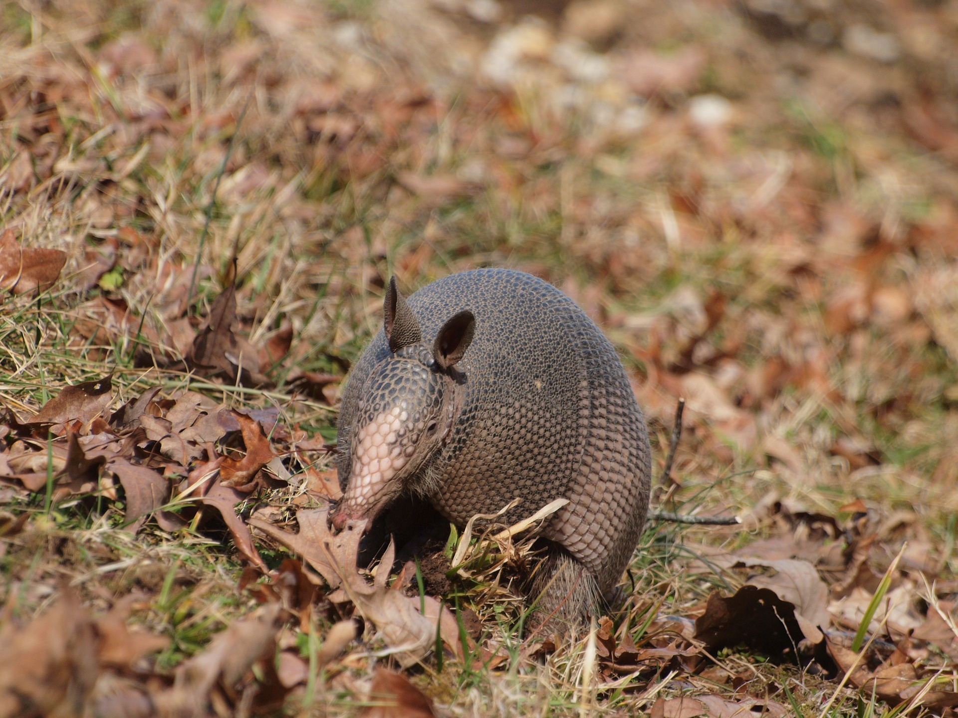 The Truth About Getting Rid of Armadillos - Trutech Wildlife Service