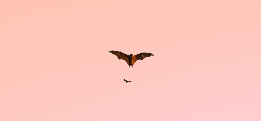 Flying Bat