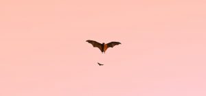 Flying Bat