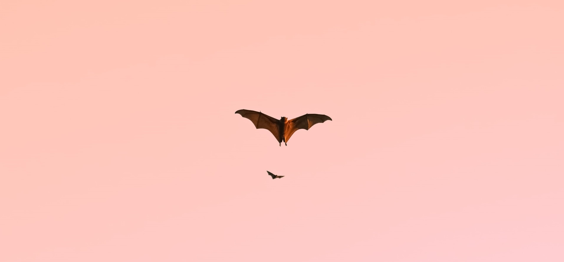 Bats in Jacksonville, FL Trutech Wildlife Service