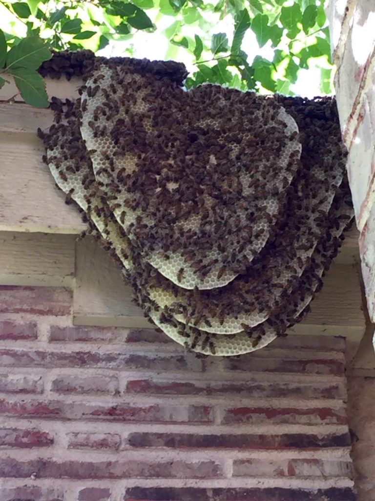 africanized bee hive on shingles of a home