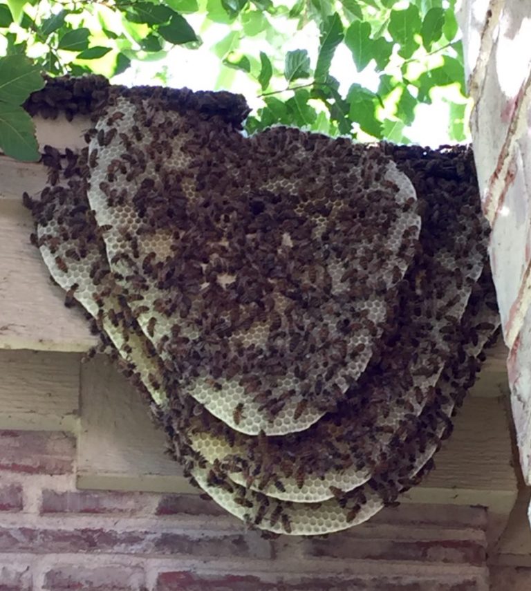 africanized bee hive on shingles of a home