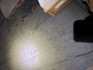 Raccoon tracks in an attic