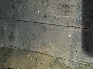 Raccoon tracks in an attic