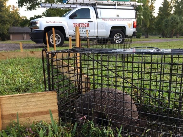 All About Armadillos in Jacksonville - Trutech Wildlife Service