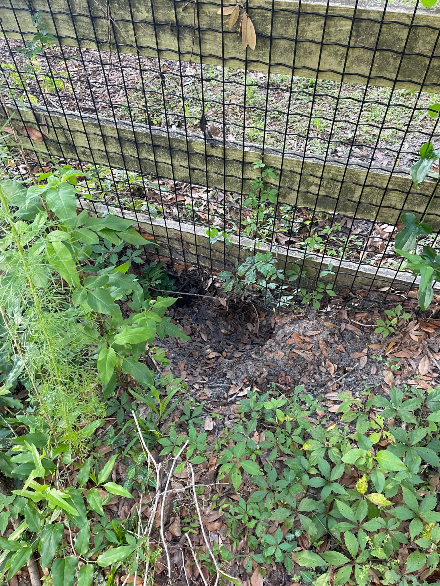 All About Armadillos in Jacksonville Trutech Wildlife Service