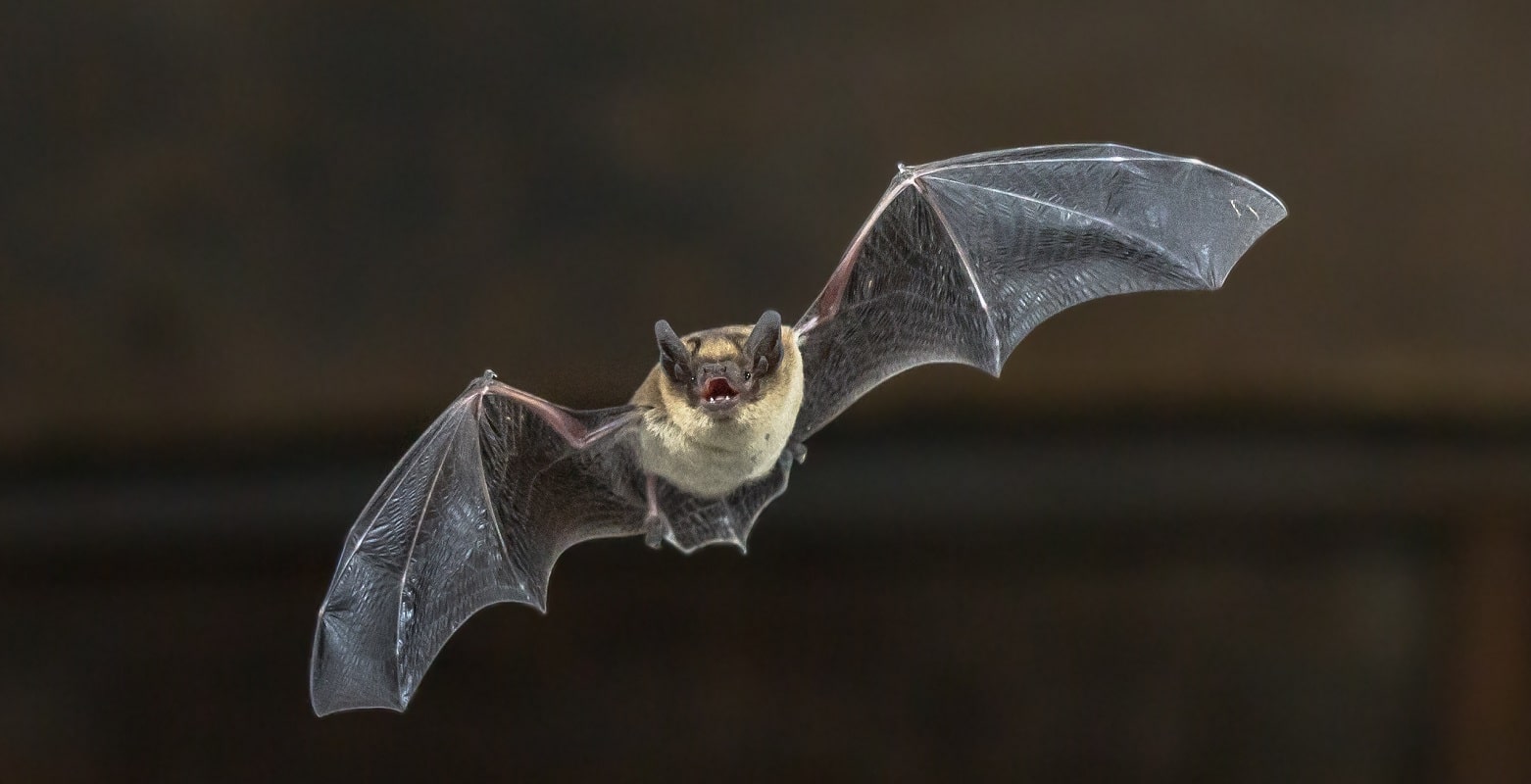 What does a bat sound like in my house? Trutech Wildlife Service